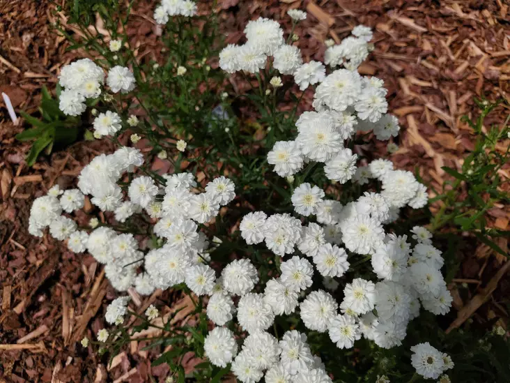 Koreakärsämö Noblessa - Perennat - AB10010011417 - 1