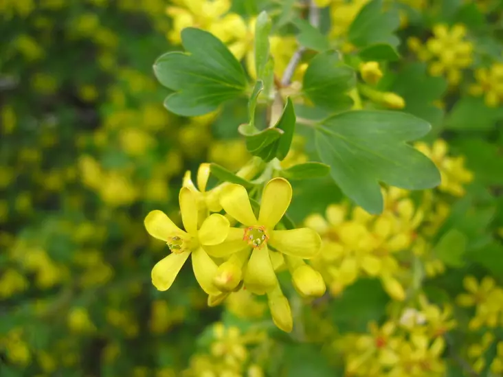 Kultaherukka - Astiataimet - 3940523683717 - 1