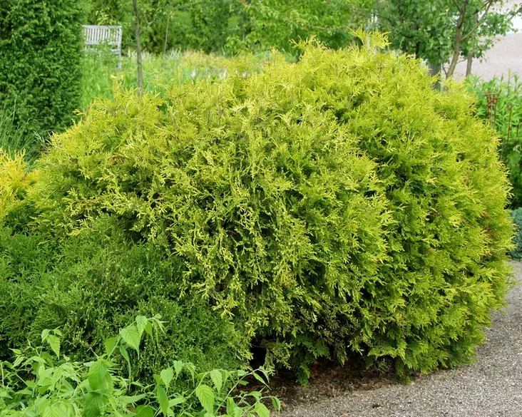 Kultapallotuija Golden Globe - Tuijat - 3940564799767 - 1