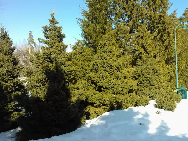 Kartiokuusi Meilahden kartio - Kuuset - AB10010011977 - 1