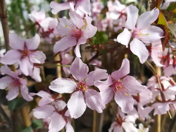 Leimukirsikka Ruby 150-200 - Lehtipuut - AB10010012107 - 1