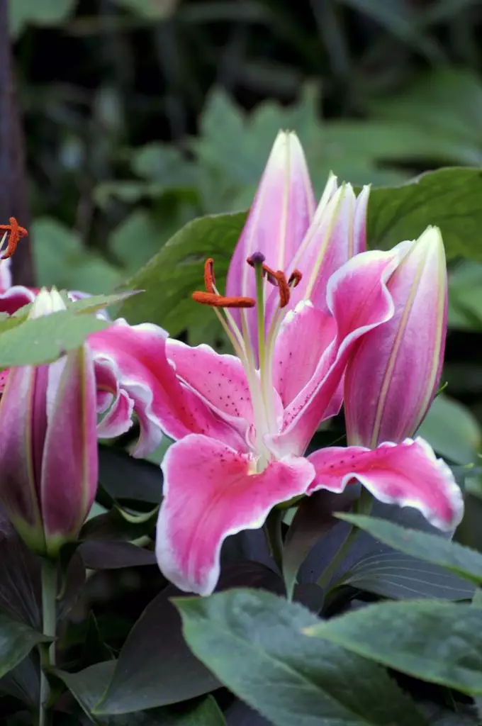 Lilja, `Stargazer` - Liljat - AB10010011497 - 1