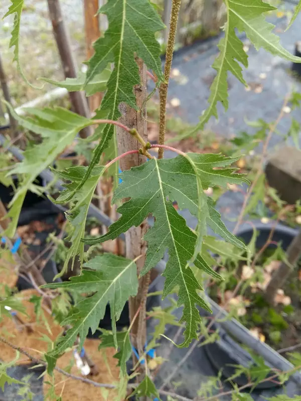 Liuskavisakoivu Kaarlo - Lehtipuut - AB10010010307 - 1