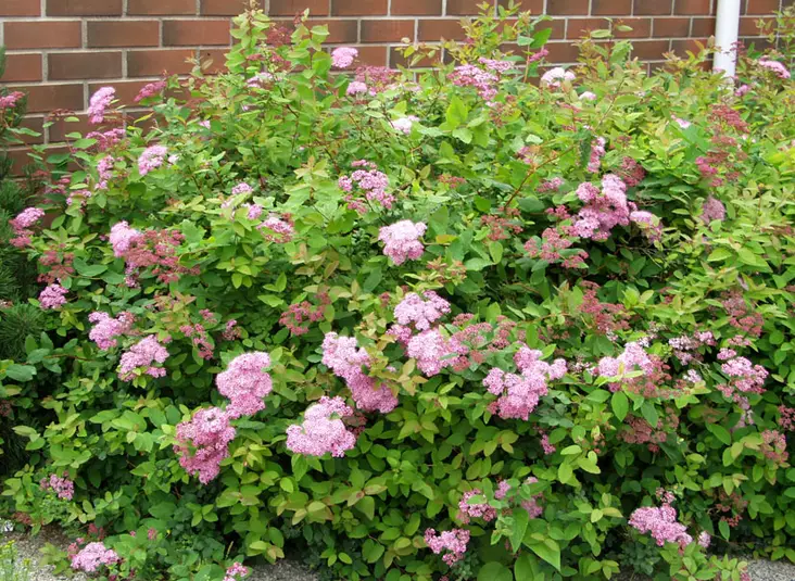 Loistojapaninangervo Odensala - Astiataimet - 3940523706027 - 1