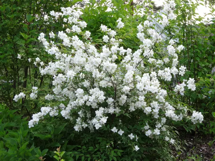 Loistojasmike Tähtisilmä FinE® - Astiataimet - 3940523673657 - 1