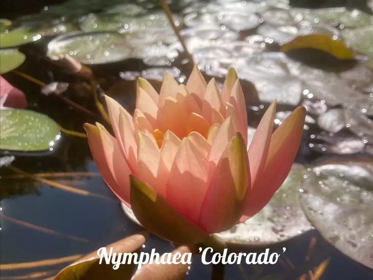 Lumme 'Colorado' - Lumpeet - AB10010011327 - 1