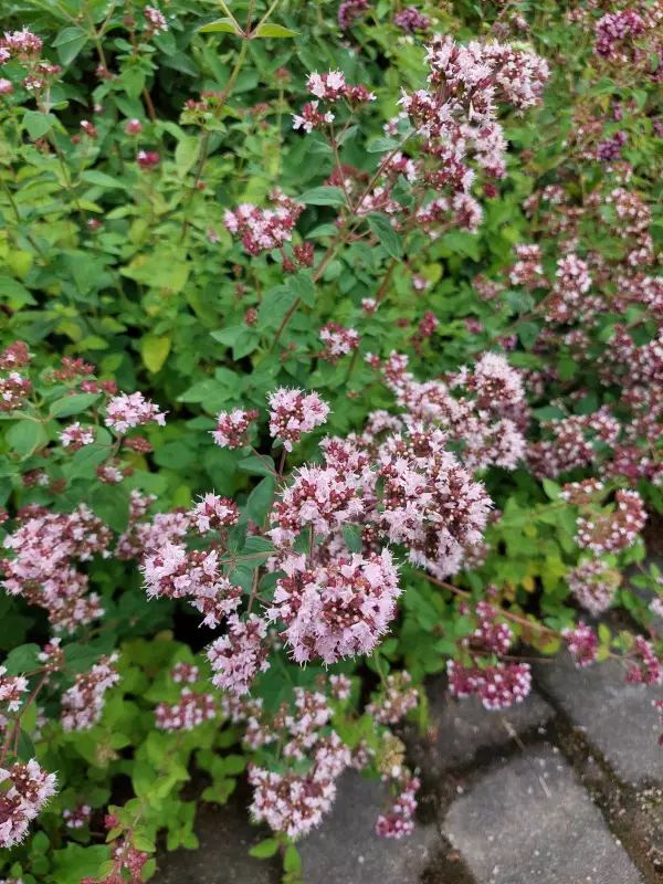 Mäkimeirami - Perennat - 6417481243187 - 1