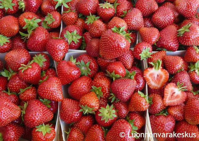 Mansikka Maiju satotaimi - Mansikat - AB10010012007 - 1