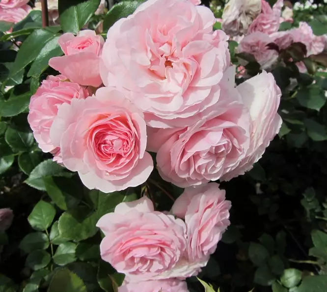 Mariatheresia Tantop Royal - Ryhmäruusut - 4015319902057 - 1