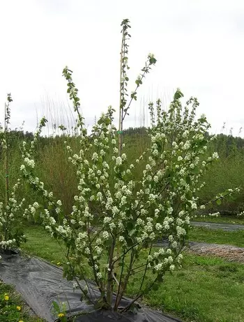 Marjatuomipihlaja Martin - Muut marjakasvit - AB10010010287 - 1