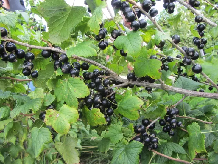 Mustaherukka Hedda FinE® - Herukat - 3945085485717 - 1