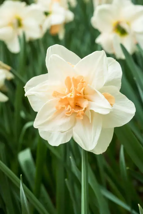 Narsissi `Delnashaugh` - Narsissit - AB10010011017 - 1