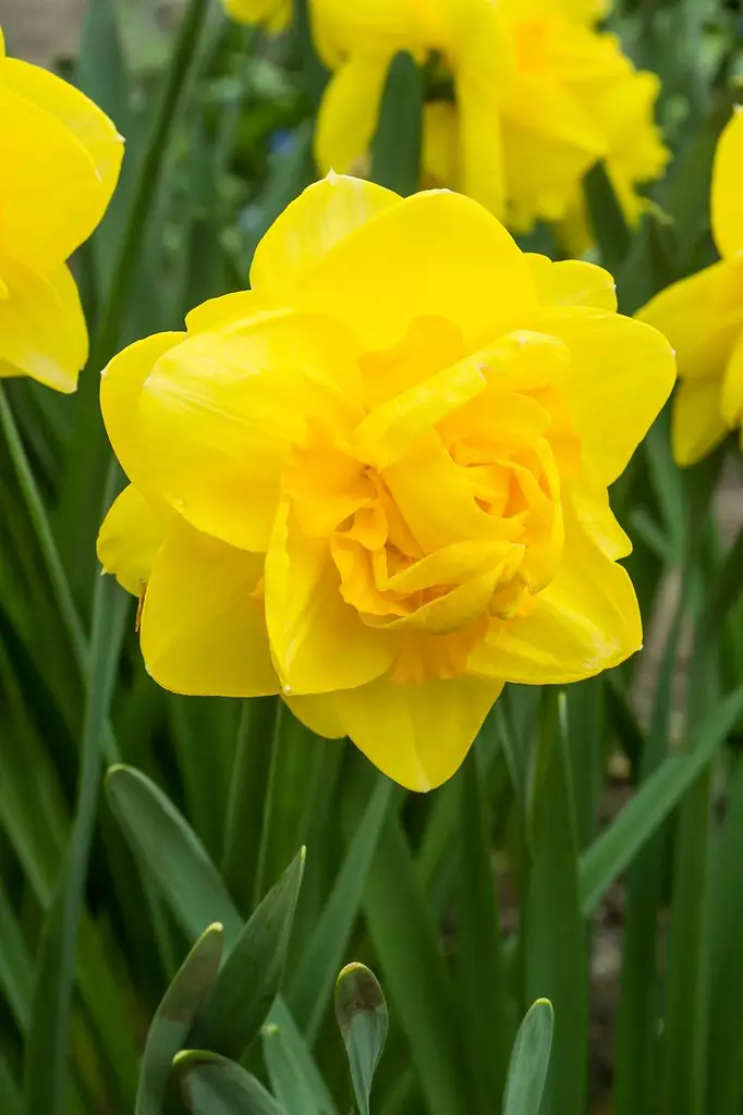 Narsissi `Golden Dukat` - Narsissit - AB10010011857 - 1