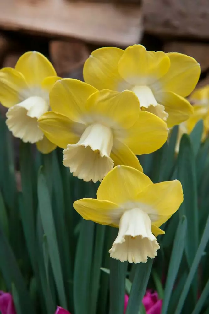 Narsissi `Teal` - Narsissit - AB10010012357 - 1