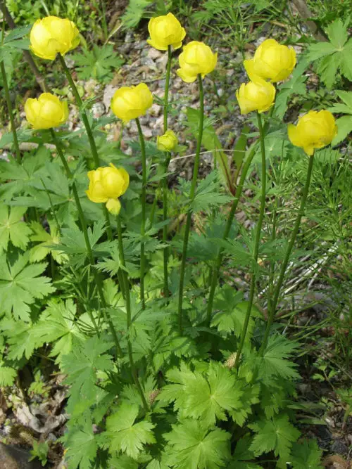 Niittykullero - Perennat - 6430019382257 - 1