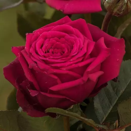 Noblesse Tantop Royal - Ryhmäruusut - AB10010010977 - 1