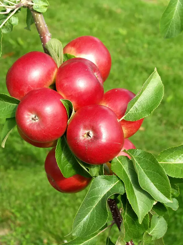 Omenapuu Jaspi 150-200 - Omenapuut - 3940534057927 - 1