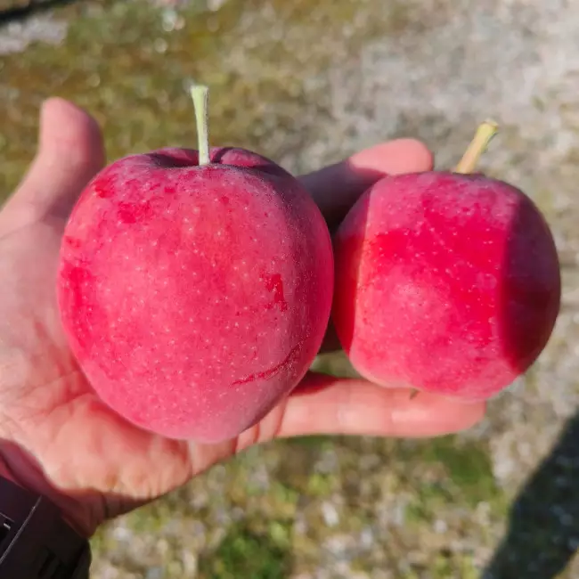 Omenapuu William's Pride 150-200 - Omenapuut - AB10010011687 - 1