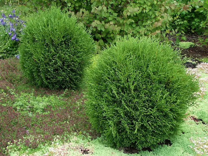 Pallotuija Tiny Tim - Tuijat - AB10010012247 - 1