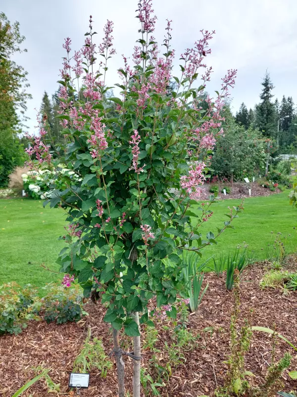 Pikkusyreeni Pink Perfume 80 - Pikkupuut / rungolliset pensaat - 3942253936637 - 1