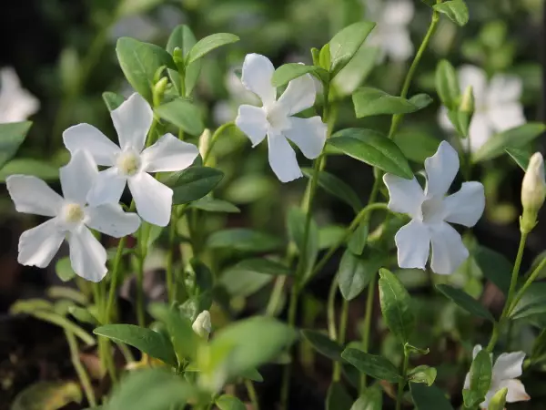 Pikkutalvio Gertrude Jekyll valkoinen - Perennat - 6417481281127 - 1