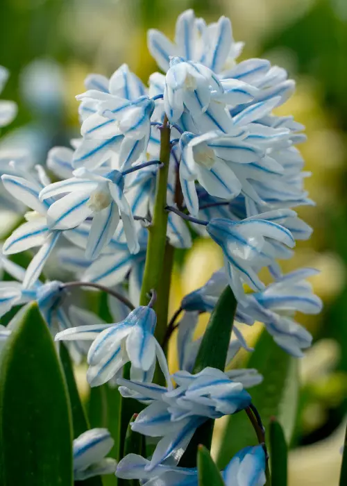 Posliinihyasintti - Muut - AB10010010507 - 1