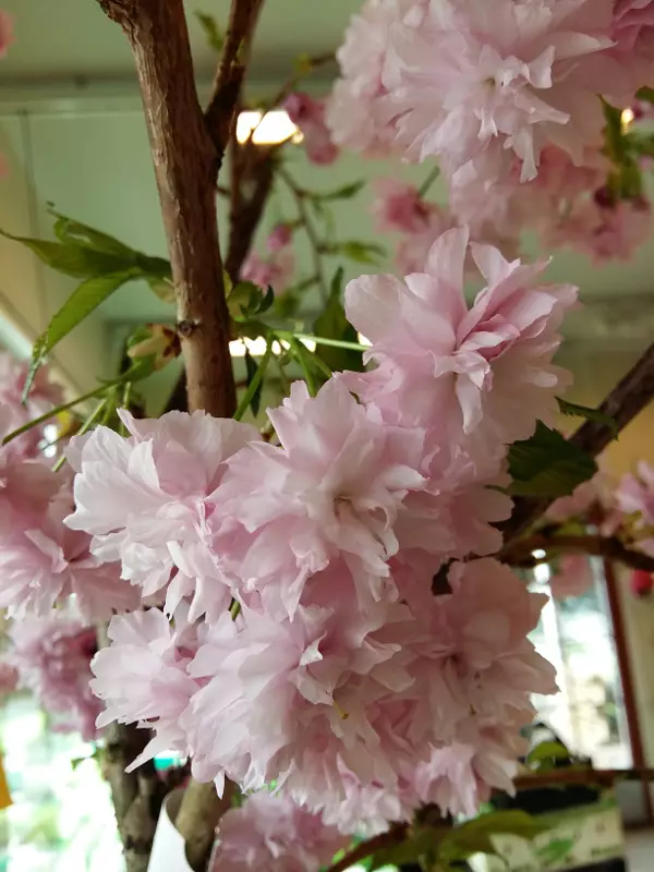 Prunus Sato Zakura-Ryhmä ’Kiku-shirade-zakura’ - Riippapuut - AB10010012397 - 1