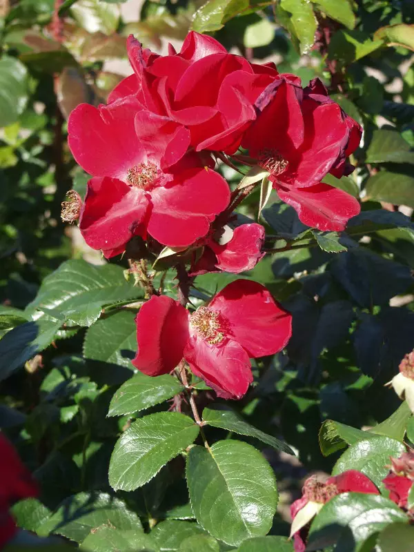 Puistoruusu Robusta - Pensasruusut - 3940564036947 - 1