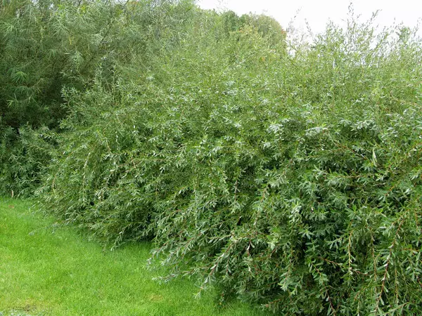 Punapaju - Astiataimet - 3940523693877 - 1