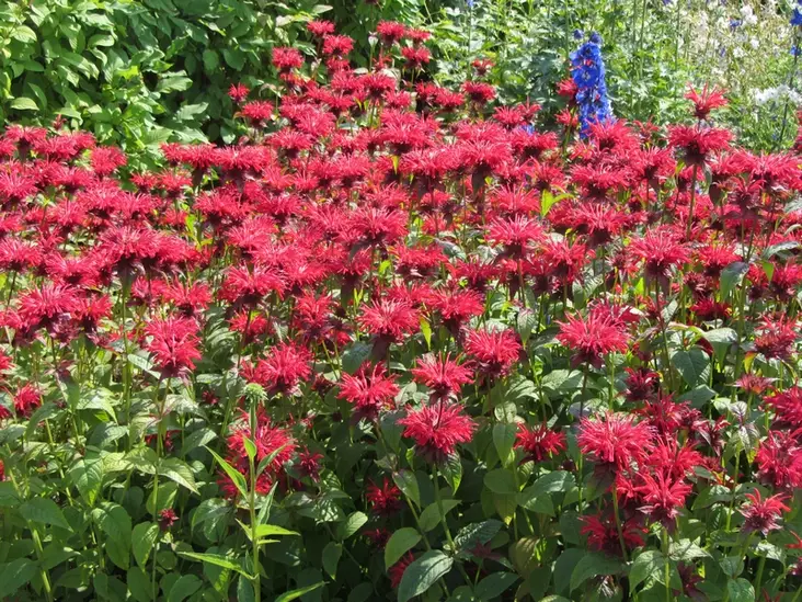 Punaväriminttu Cambridge Scarlet - Perennat - 6430019381427 - 1