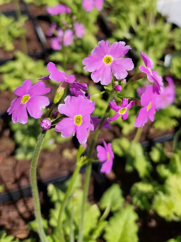 Purppuraesikko - Perennat - AB10010011487 - 1