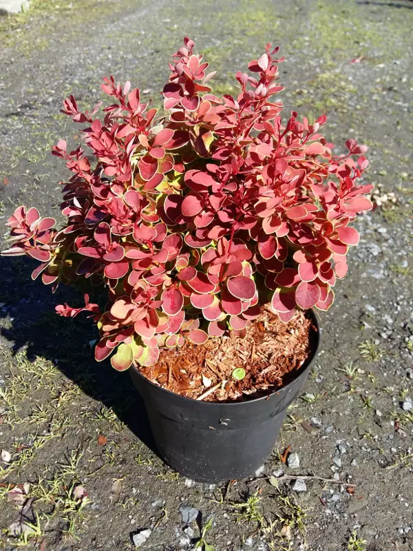 Purppurahappomarja Ruby Star® - Astiataimet - AB10010010167 - 1