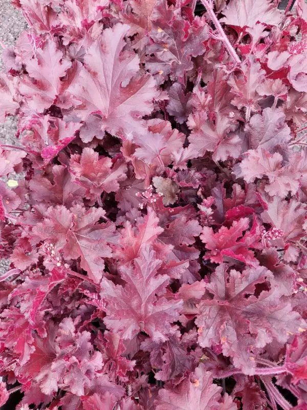 Purppurakeijunkukka Melting Fire - Perennat - 640019380987 - 1