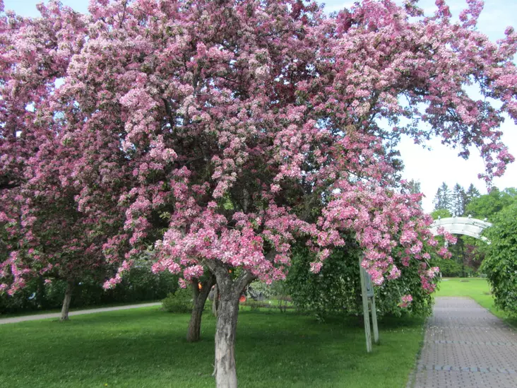 Purppuraomenapuu Hopa 150-200 cm - Koristeomenapuut - 3940525122207 - 1