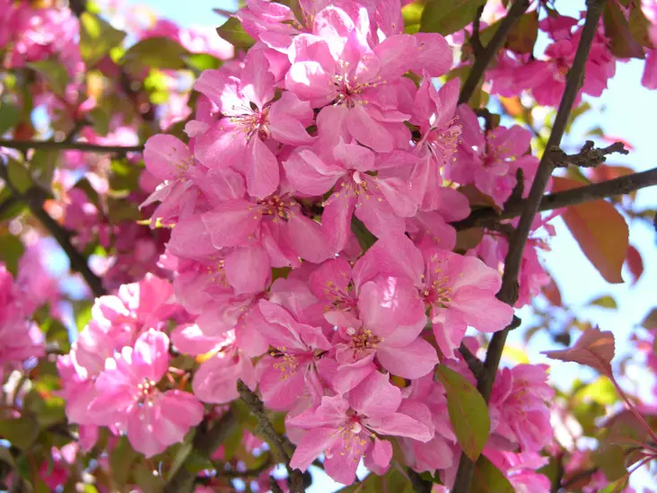 Purppuraomenapuu Rixi - Koristeomenapuut - AB10010012287 - 1