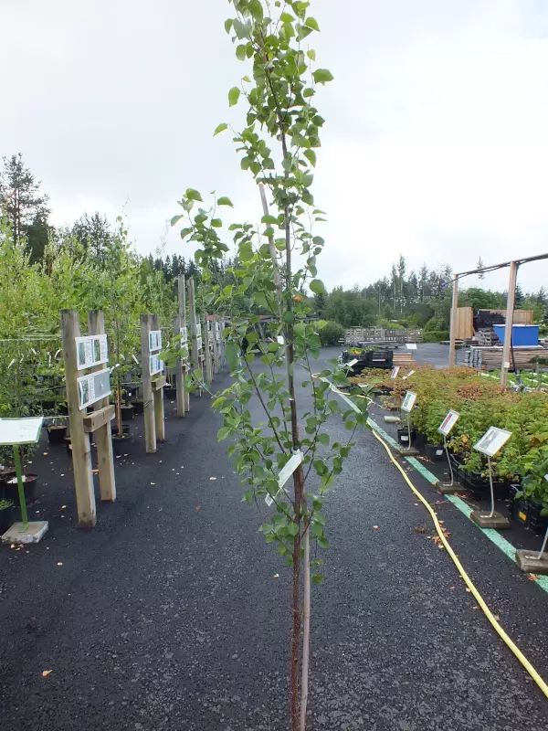 Pylväshieskoivu - Lehtipuut - AB10010011907 - 1