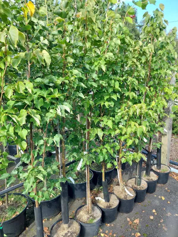 Pylväslehmus Ahonen 150-200 - Lehtipuut - AB10010011657 - 1