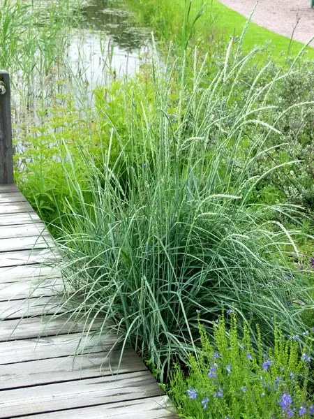 Rantavehnä - Koristeheinät - 6430019382387 - 1