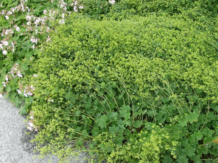 Reunuspoimulehti - Perennat - AB10010010147 - 1