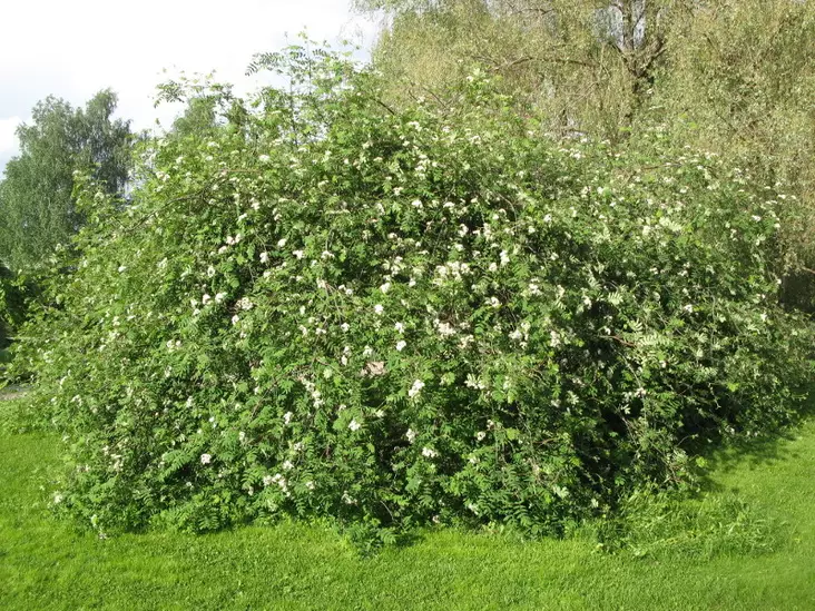 Riippapihlaja Pendula - Riippapuut - AB10010011927 - 1