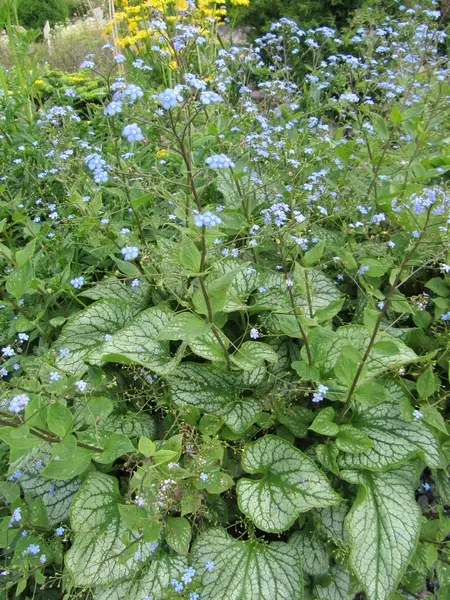 Kaukasianrotkolemmikki Jack Frost - Perennat - 6430019380567 - 1