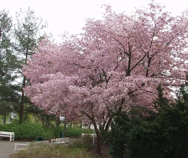 Rusokirsikka - Lehtipuut - AB10010011917 - 1