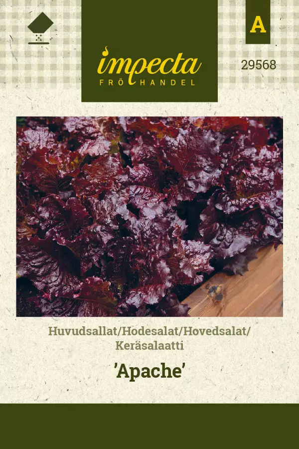 Salaatti, kerä- siemen - Annossiemenet - 7332756295687 - 1