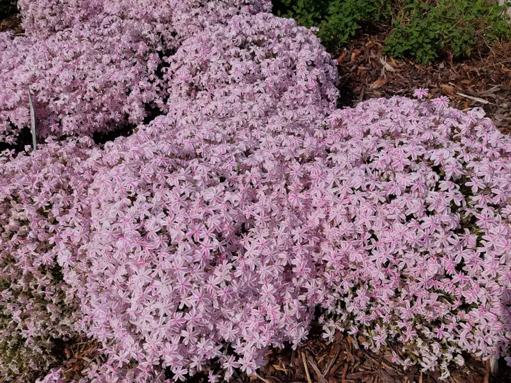 Sammalleimu Candy Stripes - Perennat - 6417481280717 - 1