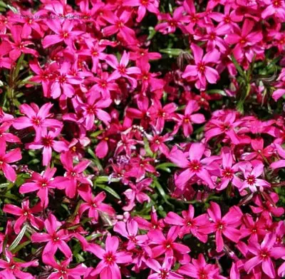 Sammalleimu Scarlet Flame - Perennat - 6430019383827 - 1