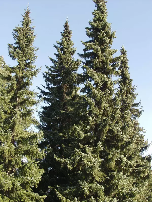 Serbiankuusi - Kuuset - AB10010011997 - 1