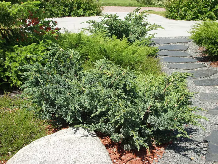 Sinikataja Meyeri - Katajat - AB10010011967 - 1