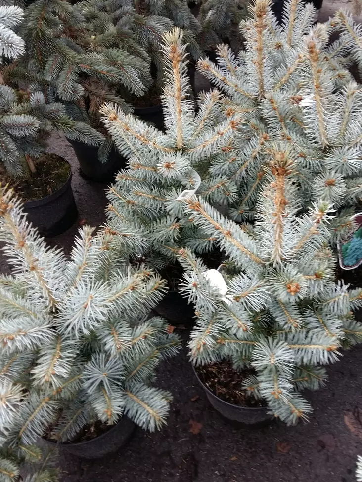 Sinikuusi Blue Diamond - Kuuset - 217 - 1