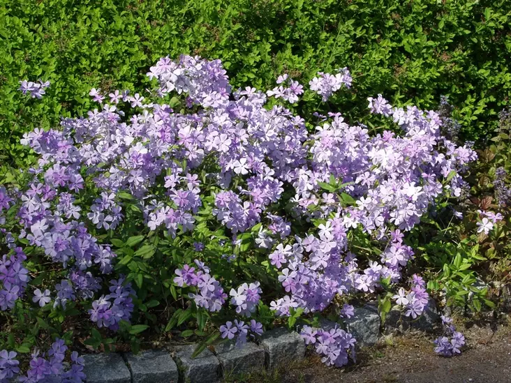 Sinileimu Chattahoochee - Perennat - 6430019381557 - 1