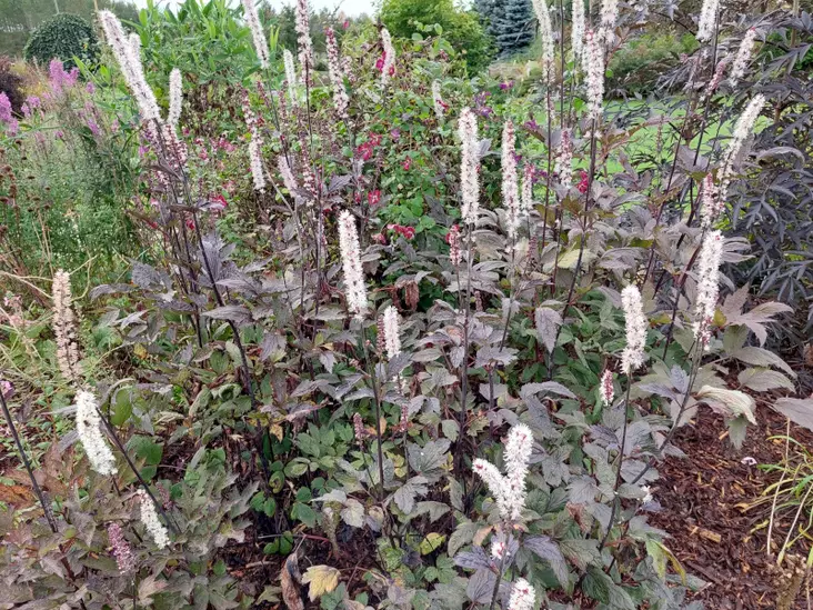 Syyskimikki Brunette - Perennat - 6417481280397 - 1